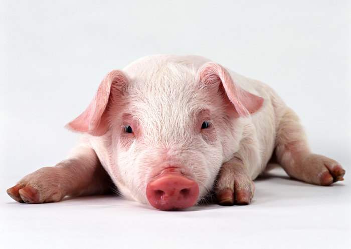 Why do some pigs eat a lot but gain little weight?